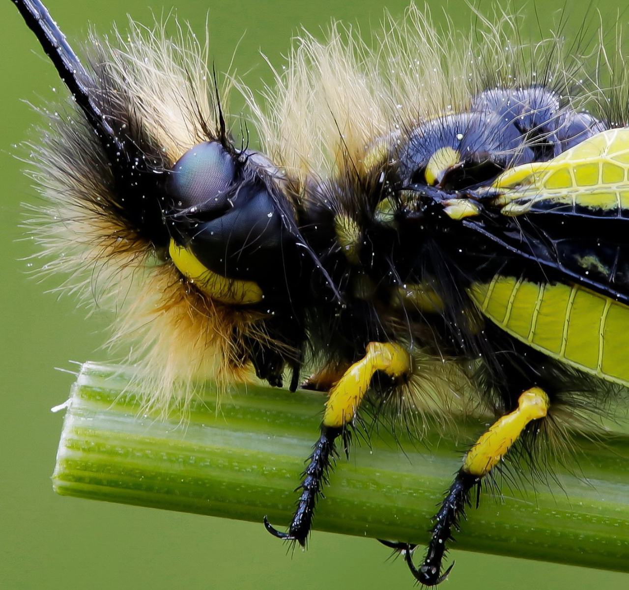 Ascalaphidae - Libelloides coccajus